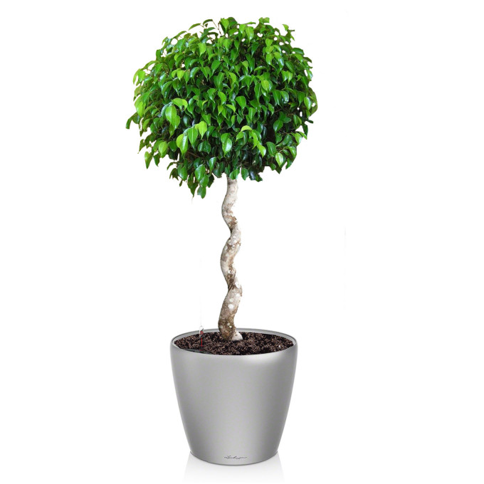 Фикус бенджамина Фикус бенджамина