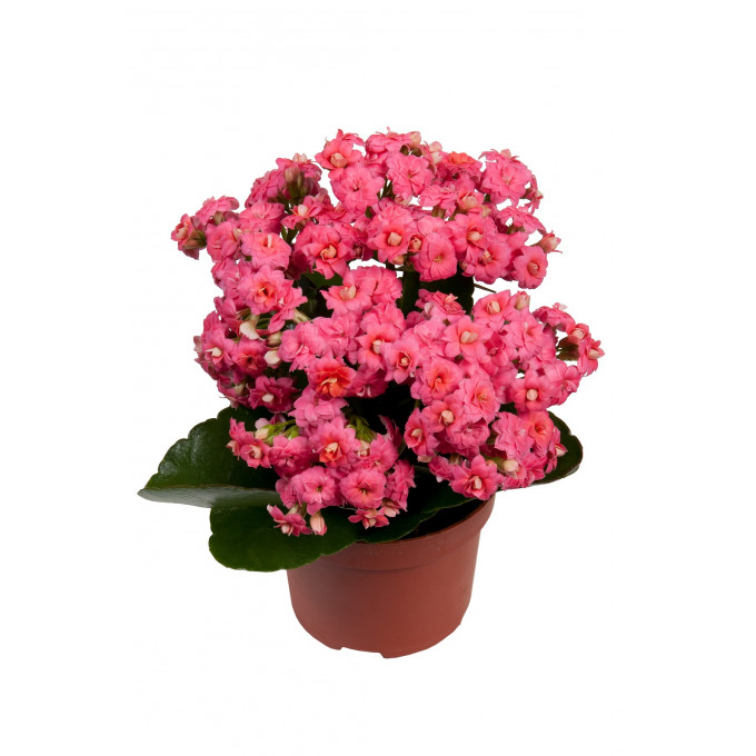 Каланхоэ Каланхоэ