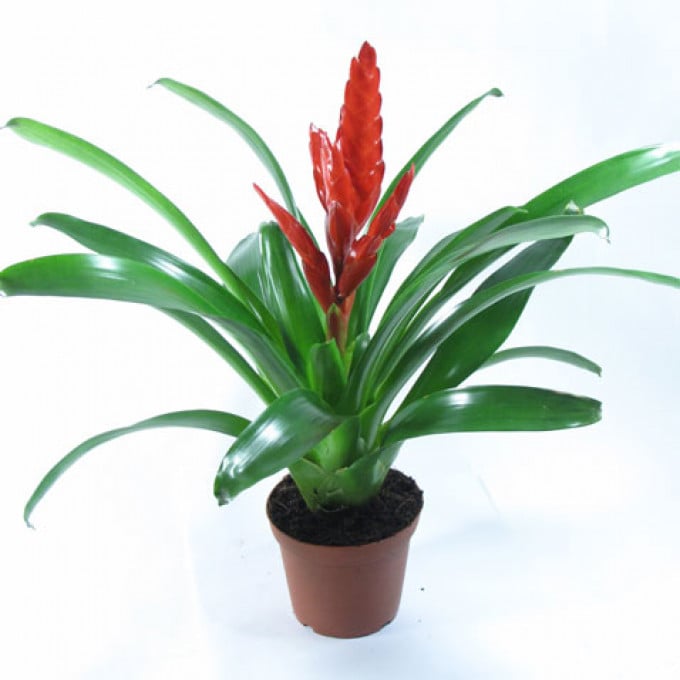 Цветок Вриезия Цветок Вриезия