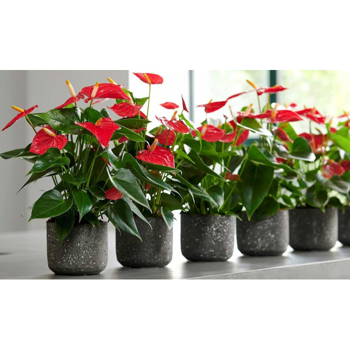 Антуриумы в Аркальске