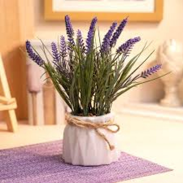 Лаванда в Аркальске