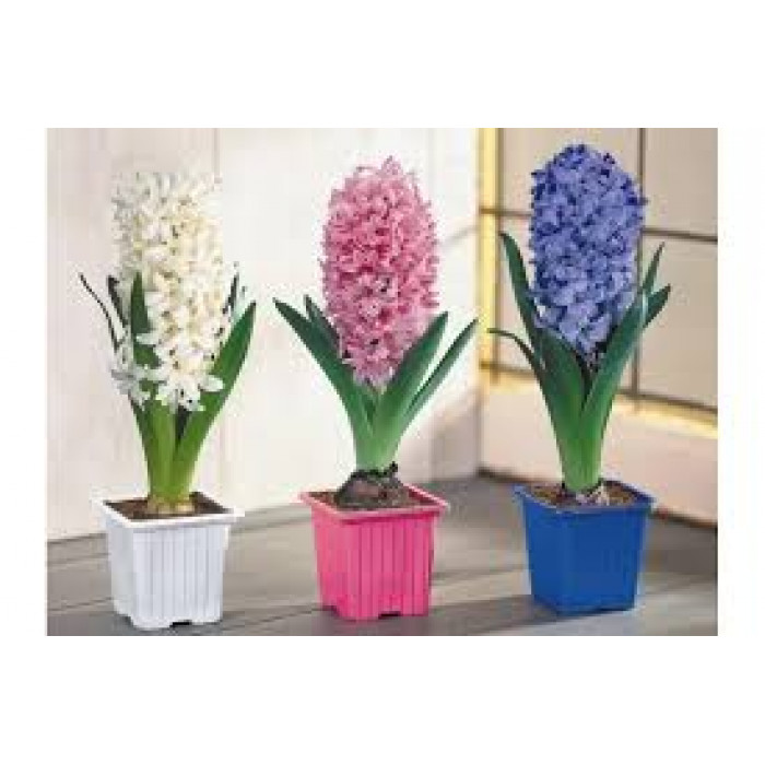 Гиацинты в Аркальске