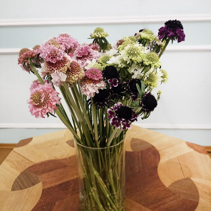 Скобиоза в Аркальске