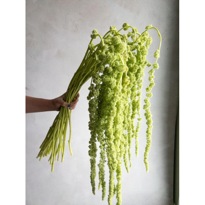 Амарантус в Аркальске