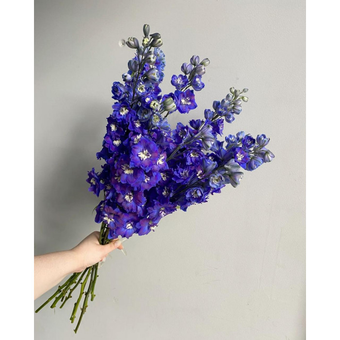 Делфиниум в Аркальске