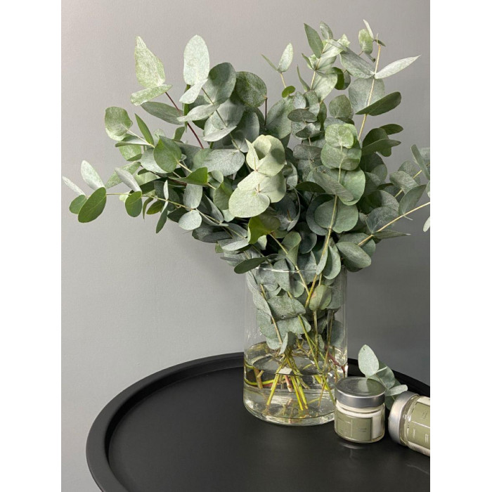 Эвкалипт в Аркальске