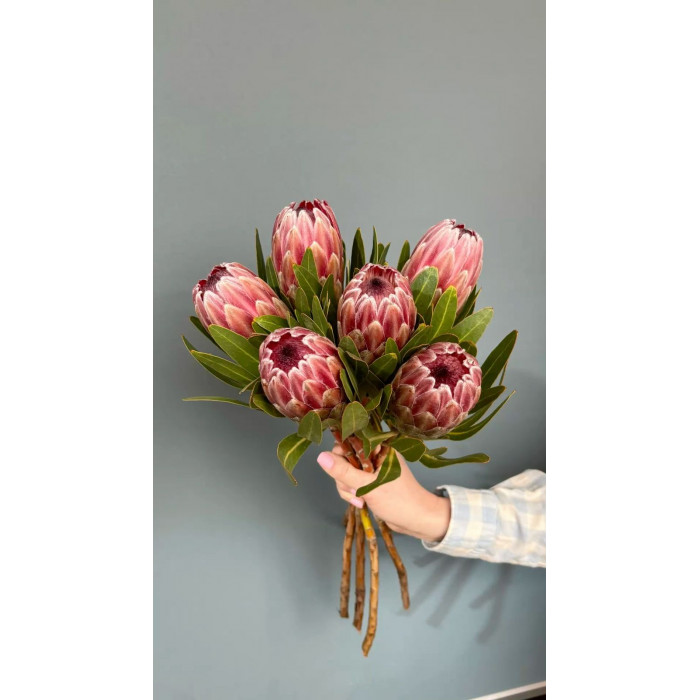 Протея в Аркальске