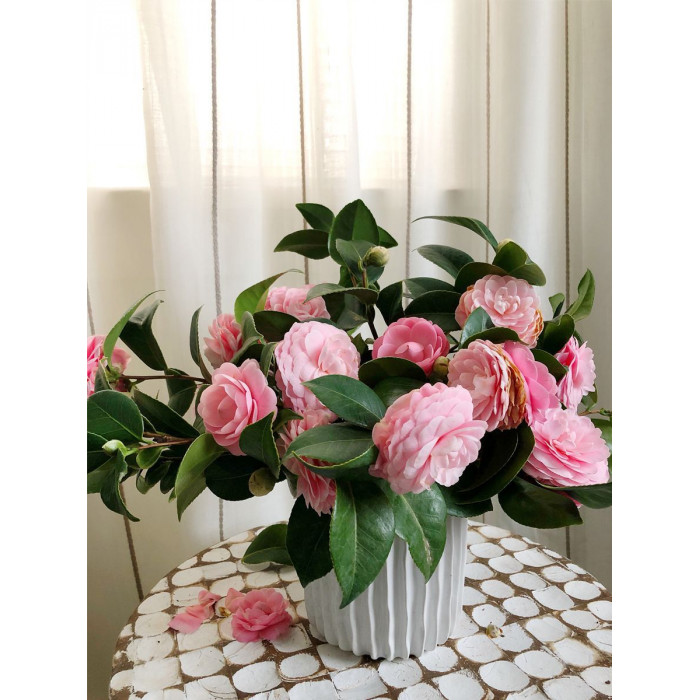 Камелия в Аркальске