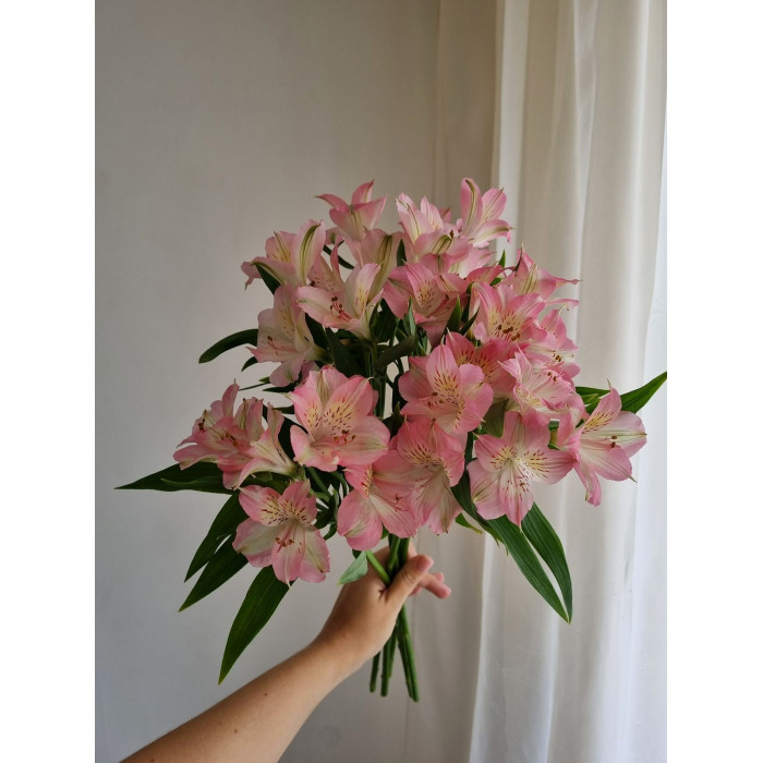 Альпиния в Аркальске