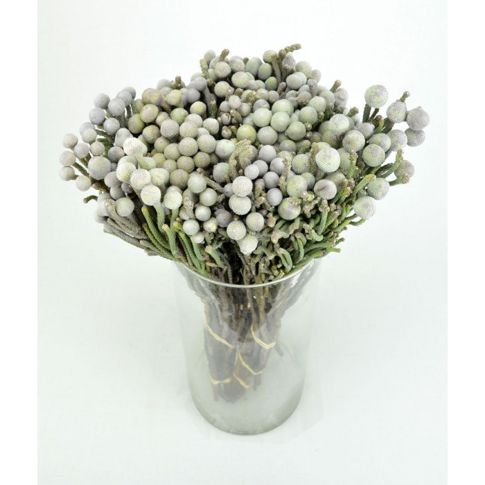 Бруния в Аркальске