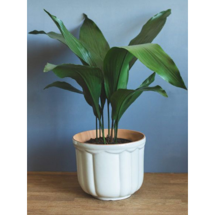 Аспидистра в Аркальске