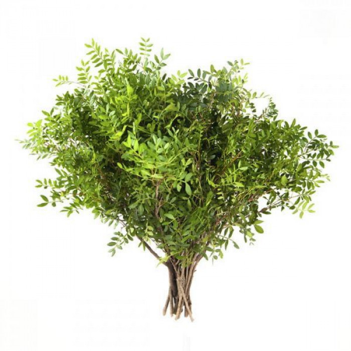 Писташ в Аркальске