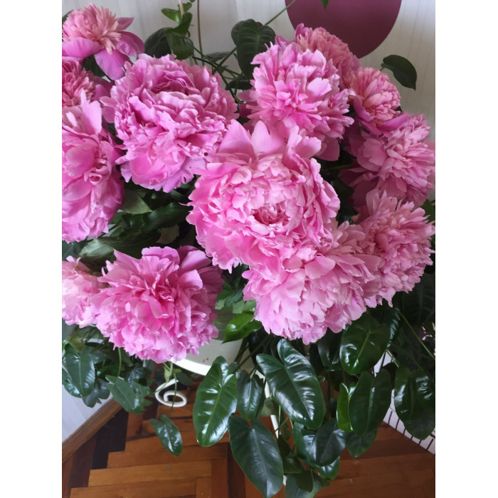 Пион древовидный в Аркальске