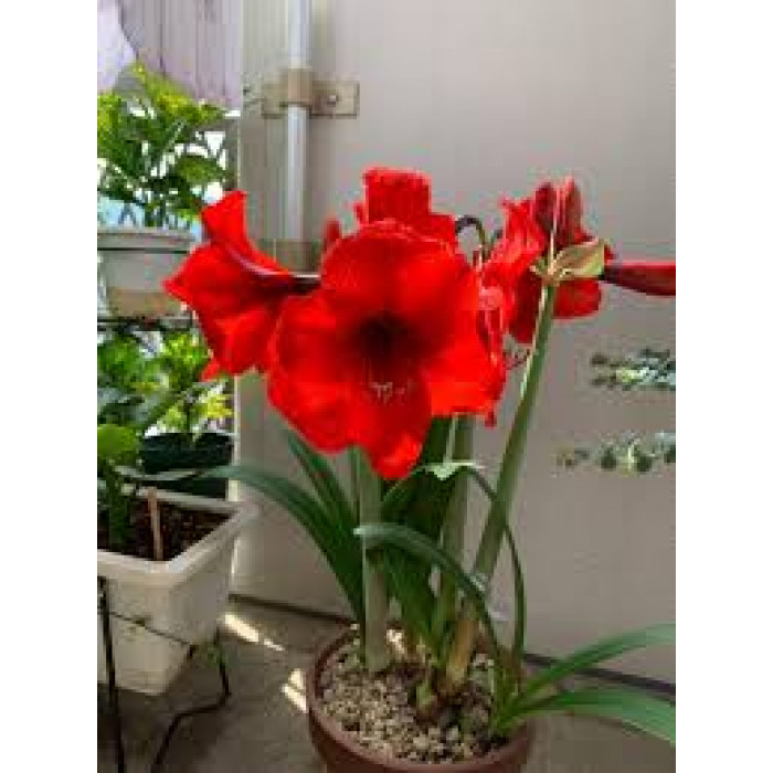 Амариллис в Аркальске