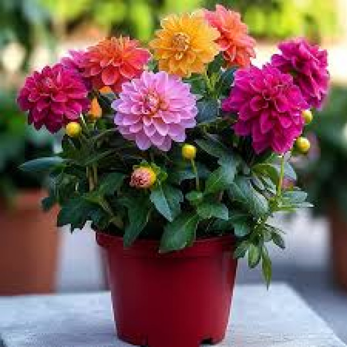 Георгины в Аркальске