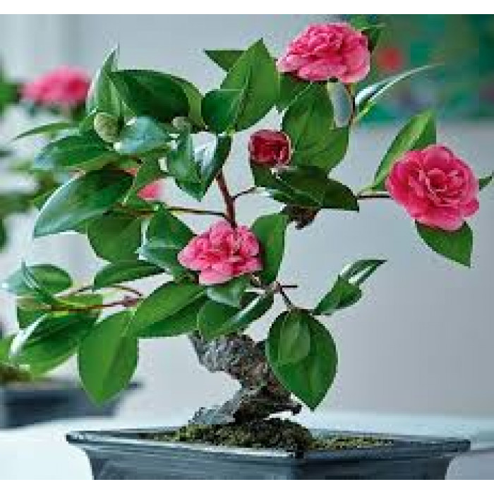 Камелия в Аркальске