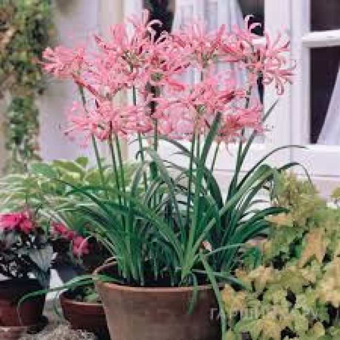 Нерине в Аркальске