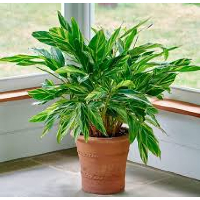 Альпиния в Аркальске