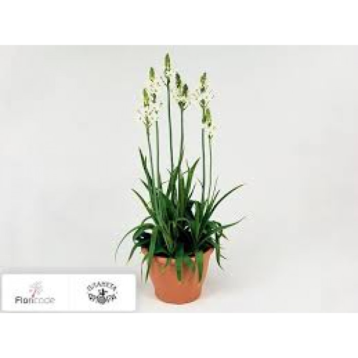 Орнитогалум в Аркальске