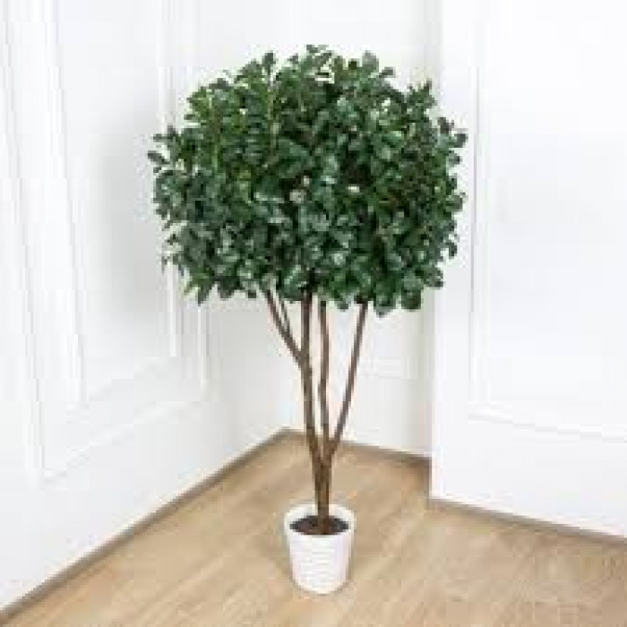 Рускус в Аркальске